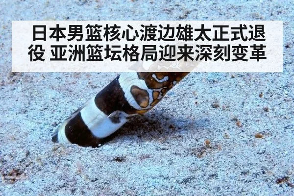 日本男篮核心渡边雄太正式退役 亚洲篮坛格局迎来深刻变革